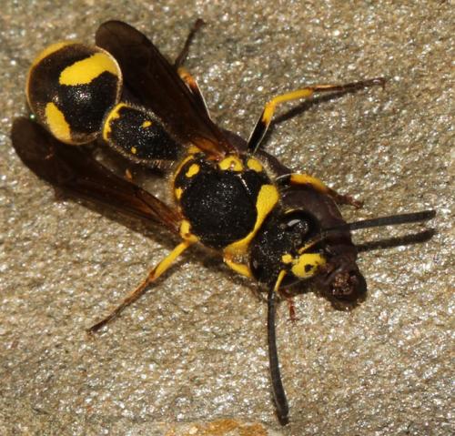 Réf. 242 120 : Eumenes subpomiformis